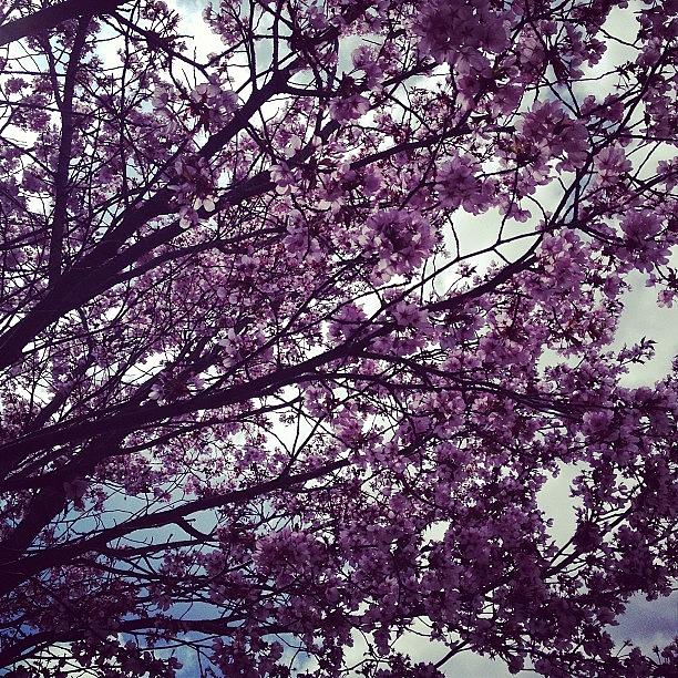 Tree Photograph - #blossom #tree by Ashley DAgostino