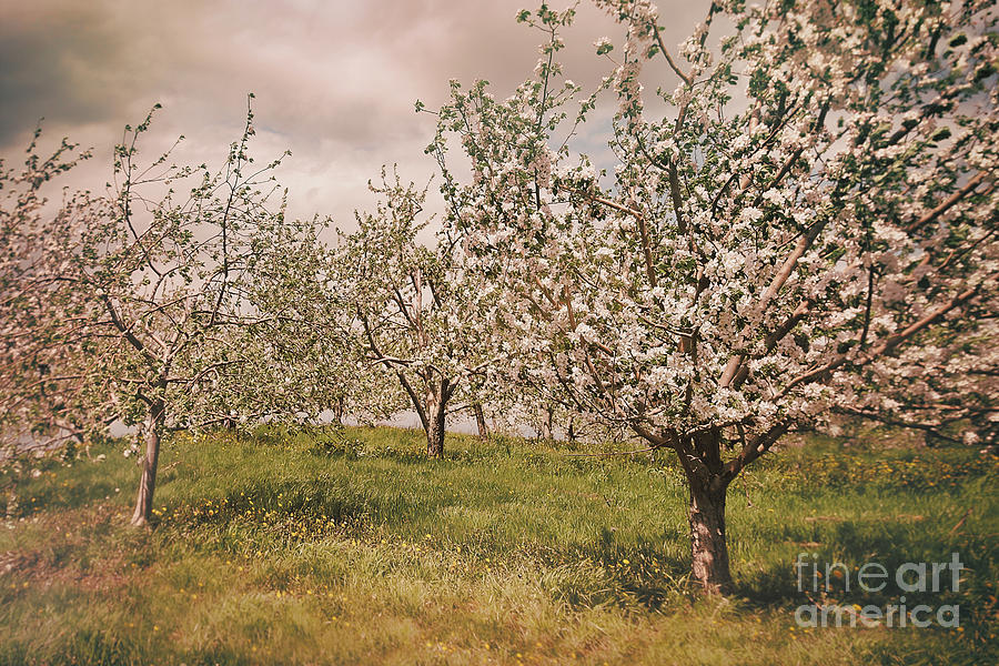 Blossoming apple orchard in spring  Photograph by Sandra Cunningham