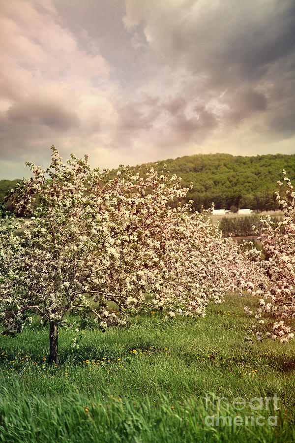 Blossoming apple trees in spring Photograph by Sandra Cunningham