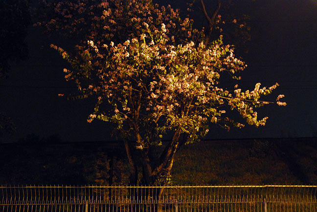 Flower Photograph - Blossoming at night by M Chiu