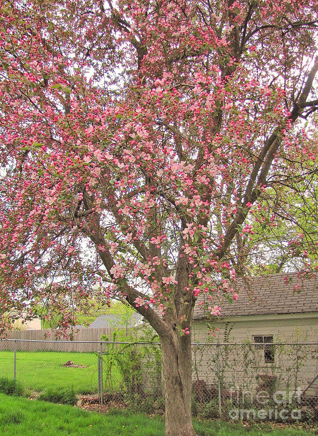 Blossoming Backyard Photograph