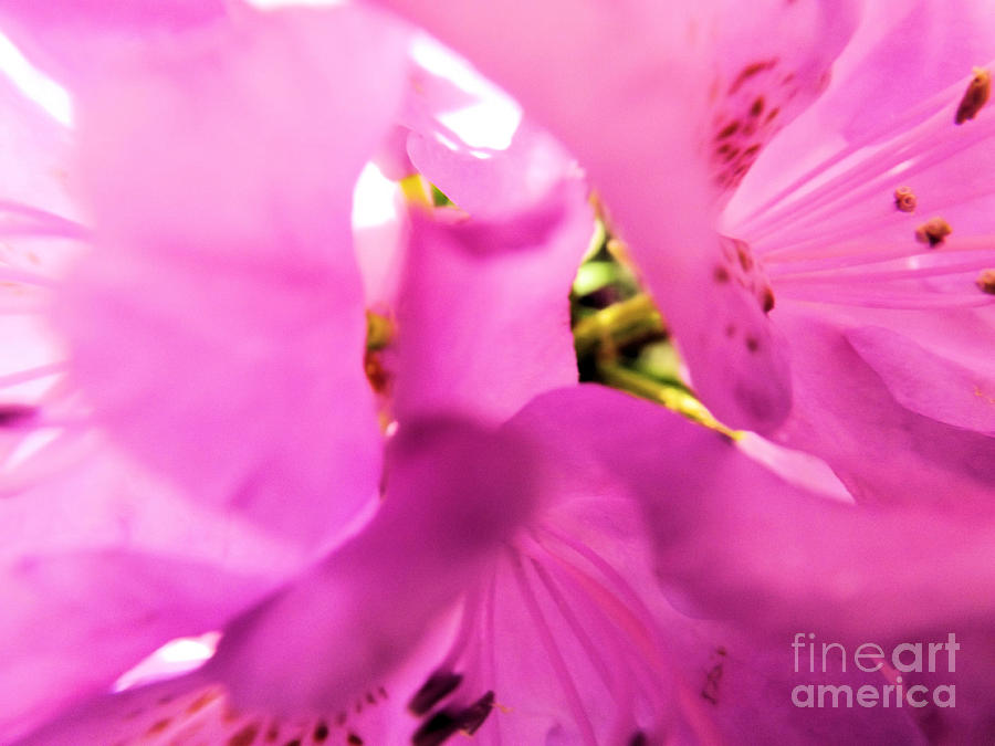 Flower Photograph - Blossoming Beauty by Robyn King