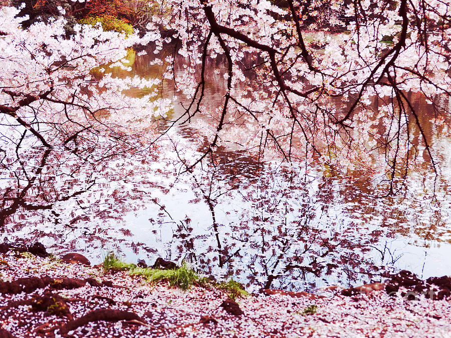 Blossoming cherry tree branches touching water Photograph by Maxim Images Exquisite Prints