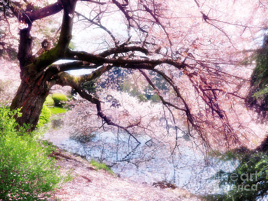 Blossoming cherry tree touching water Photograph by Maxim Images Exquisite Prints