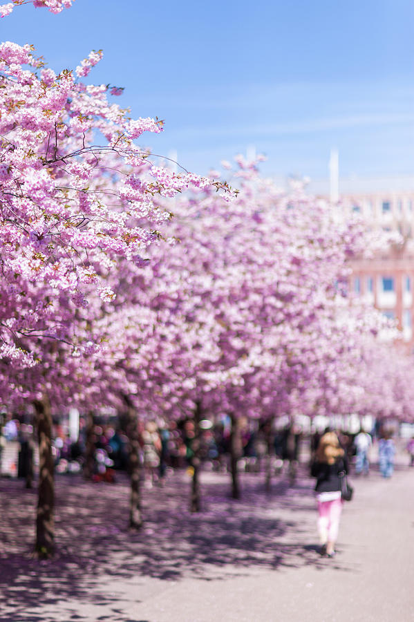 Blossoming Cherry Trees At Photograph by Johner Images
