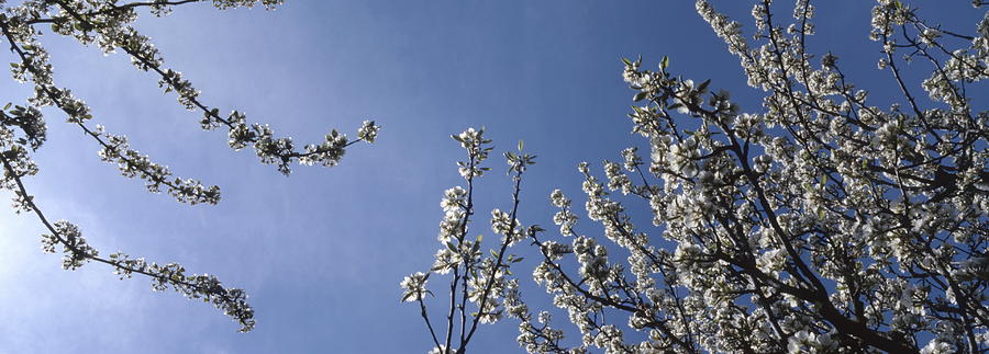 Flower Photograph - Blossoming cherry twigs and blue sky by Ulrich Kunst And Bettina Scheidulin