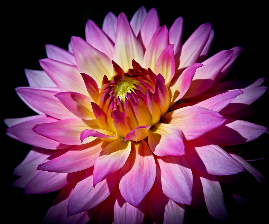 Blossoming Flower Photograph by Athena Mckinzie