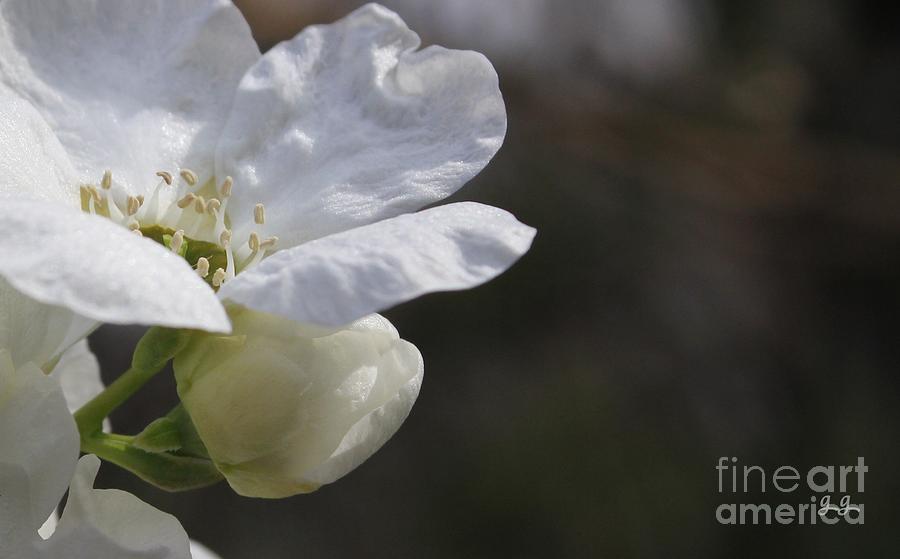 Blossoming Photograph by Geri Glavis