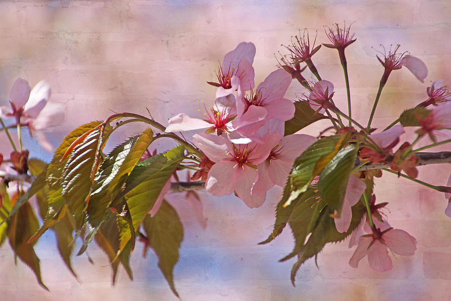 Blossoming in Pink Photograph by Leda Robertson
