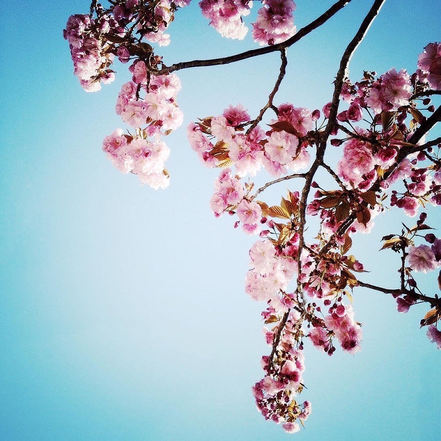 Blossoming Photograph by Natasha Marco