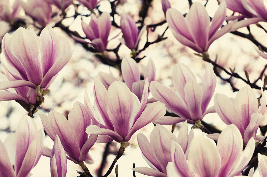 Blossoming Of Magnolia Flowers In Spring Time Photograph