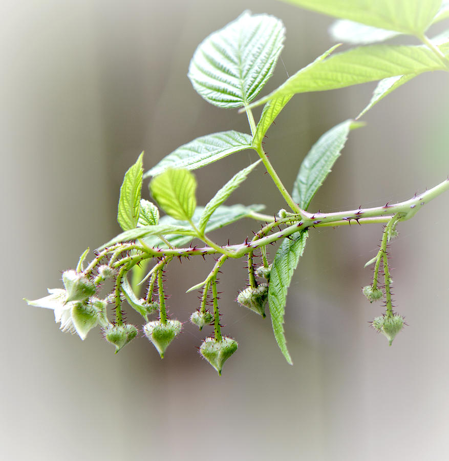 Nature Photograph - Blossoming Prickly Hearts On The Raspberry Vine by Her Arts Desire