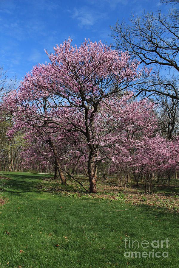 Blossoming Redbud Trees Photograph by Anne Nordhaus-Bike