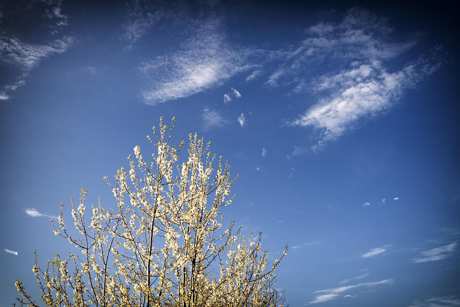 Blossoming tree and dark blue sky in spring Photograph by Matthias Hauser