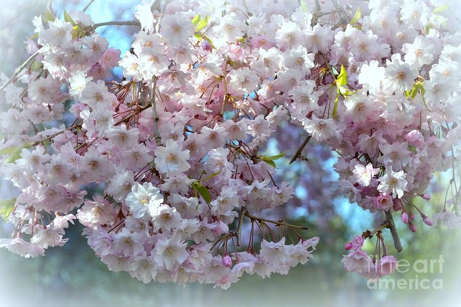 Spring Photograph - Blossoming Tree - Early Spring by Miriam Danar
