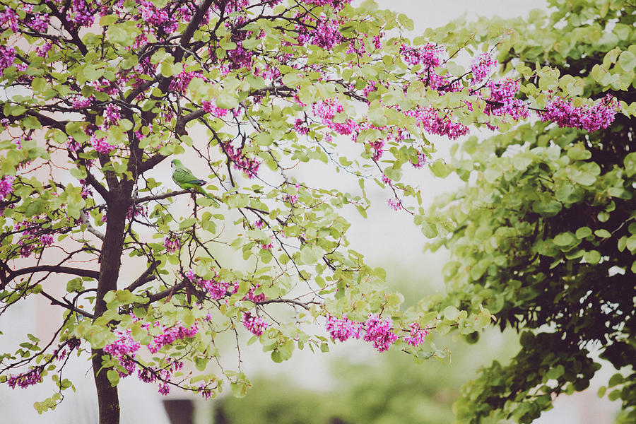 Blossoming Tree Photograph by Julia Davila-lampe