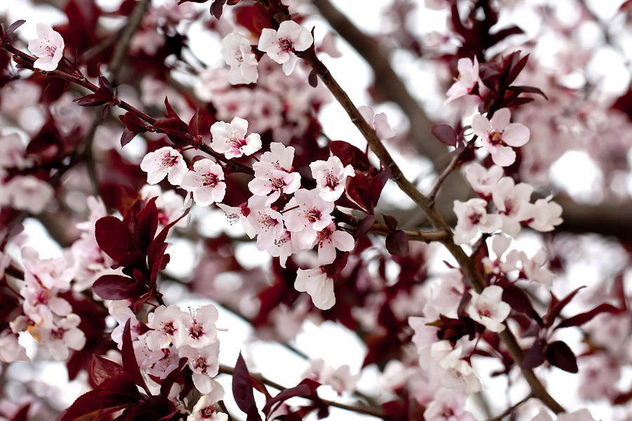 Blossoming Tree Photograph by Vanessa Thomas