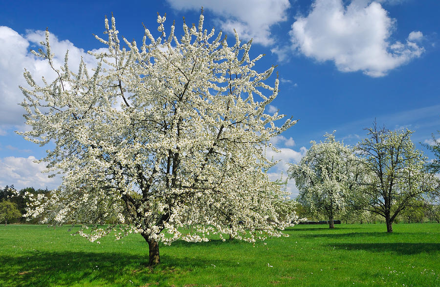 Blossoming trees in spring on green meadow Photograph by Matthias Hauser