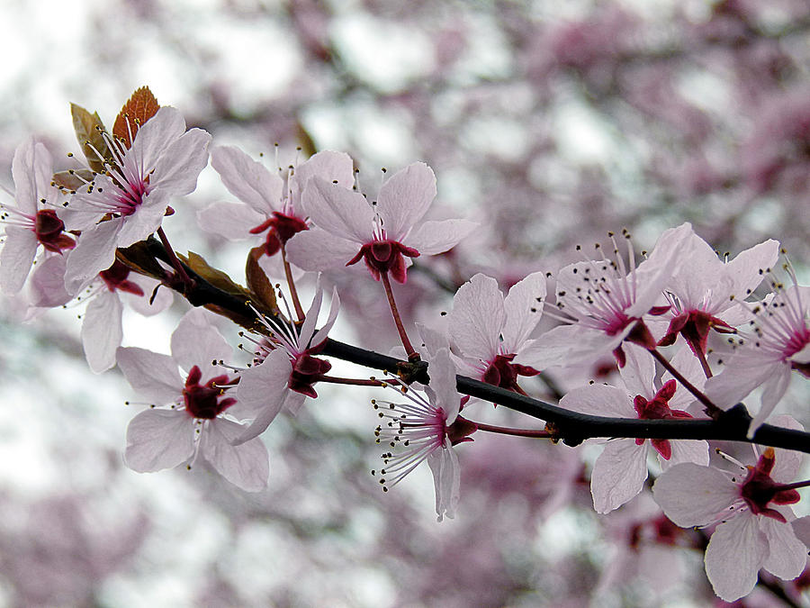 Blossoming  Photograph by Vanessa Thomas