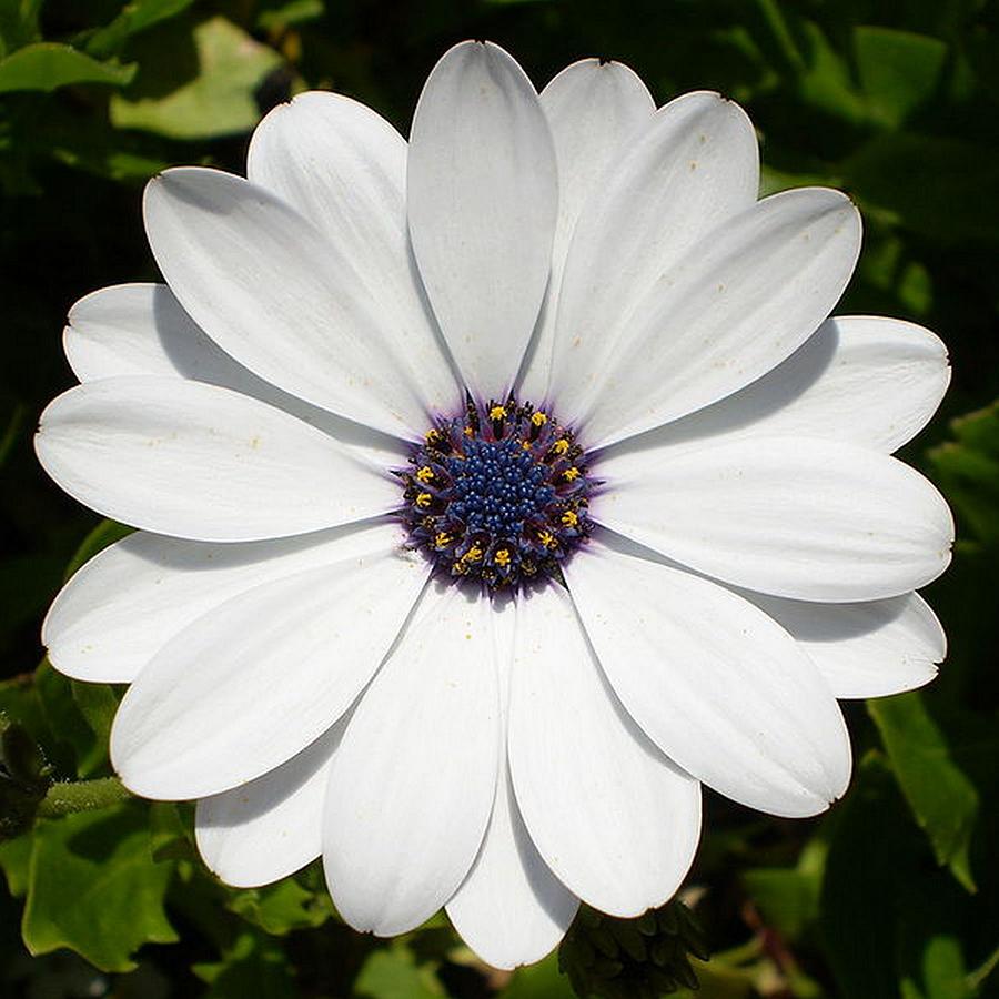 Blossoming White Osteospermum Photograph by Taiche Acrylic Art