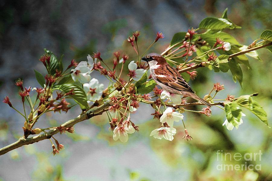 Blossoms and Sparrow Photograph by Elaine Manley