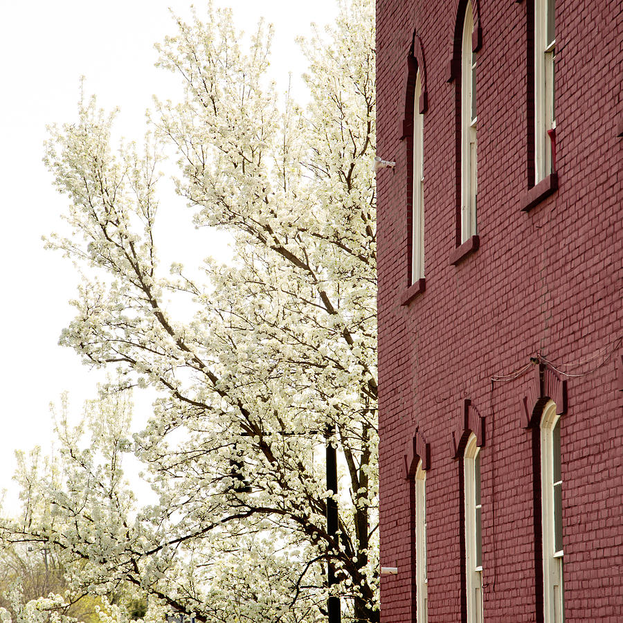 Blossoms and Brick Photograph by Courtney Webster