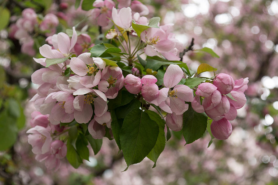 Spring Photograph - Blossoms and Buds - Springtime Apple Tree by Georgia Mizuleva