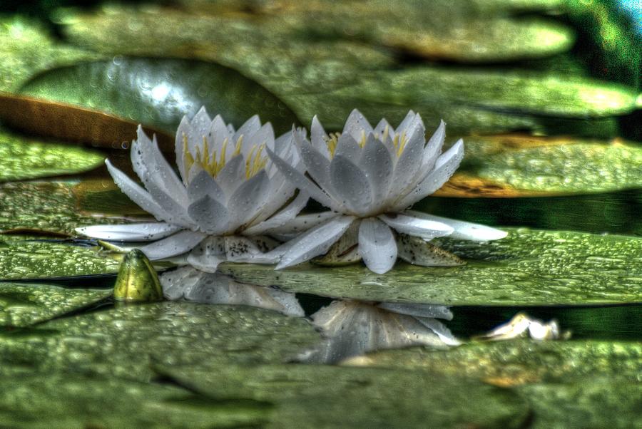 Lily Photograph - Blossoms and Lily Pads 1 by Dimitry Papkov