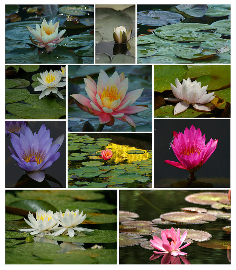 Lily Photograph - Blossoms and Lily Pads Collage by Dimitry Papkov