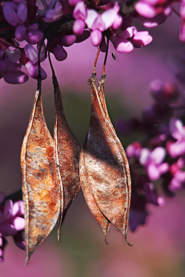 Blossoms and Seedpods Photograph by Theo OConnor