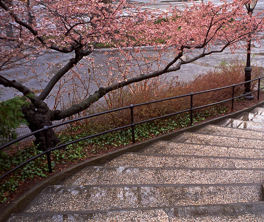 Blossoms and Stairs Photograph by Cornelis Verwaal