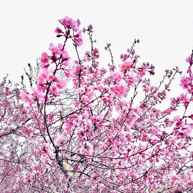Cherryblossom Photograph - Blossoms Blooming #capecod by Sean Mcnamara