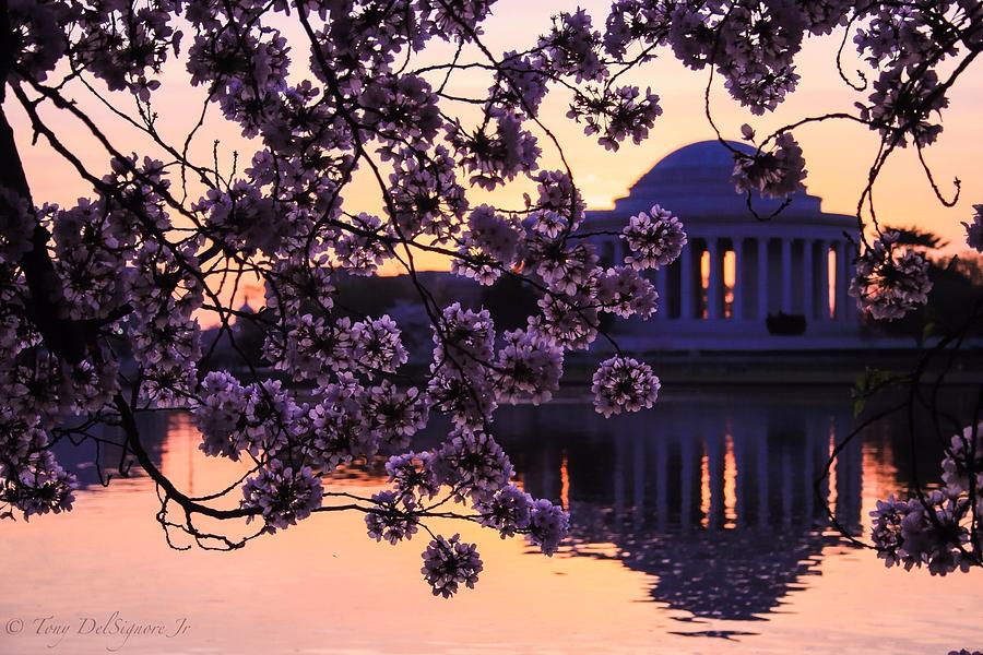 Nature Photograph - Blossoms cover the Jefferson Memorial by Tony Delsignore