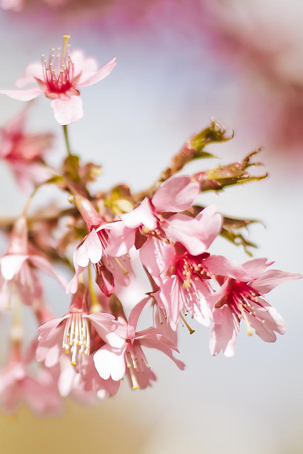 Blossoms Photograph by Elvira Pinkhas