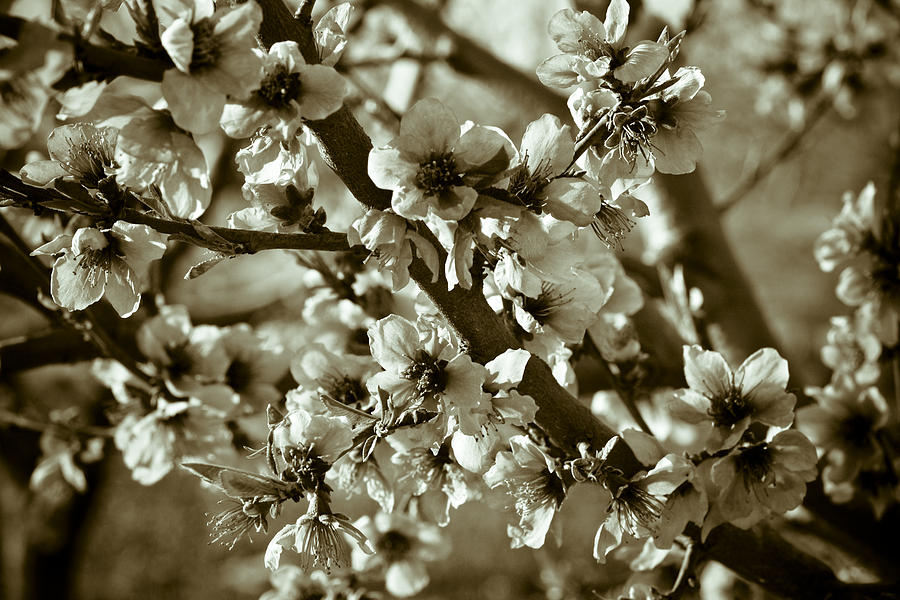 Flower Photograph - Blossoms by Frank Tschakert
