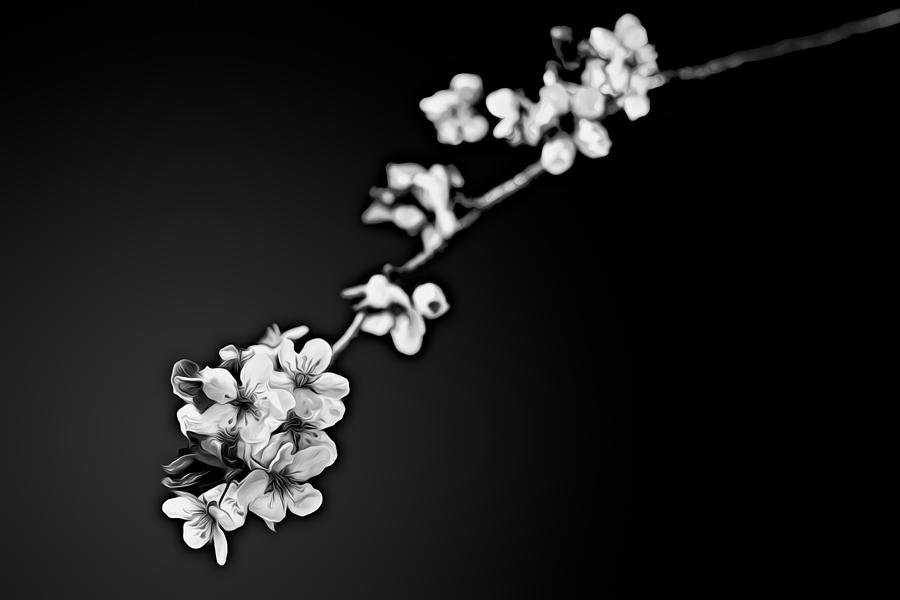 Blossoms in Black and White Photograph by Joshua Minso