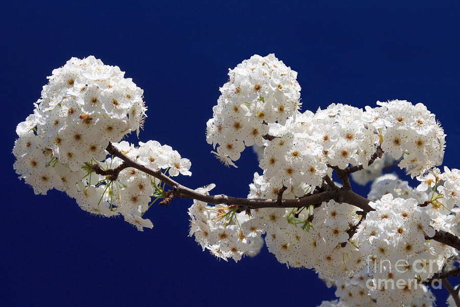 Blossoms In Blue Photograph by James Eddy