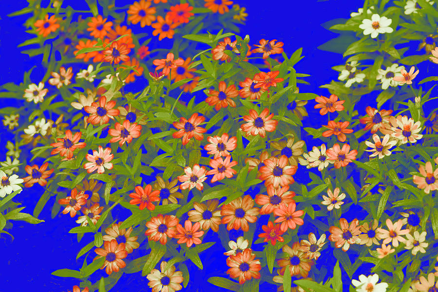 Blossoms in Blue Digital Art by Linda Phelps