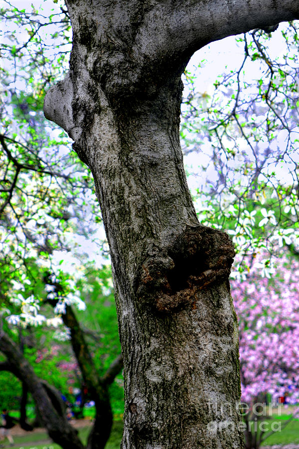 Blossoms In Central Park Photograph by Madeline Ellis