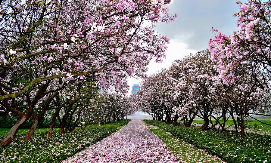 Blossoms in May - Canada Photograph by Jeremy Hall
