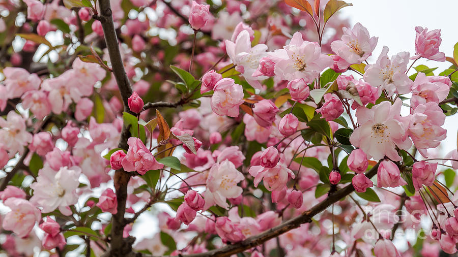 Blossoms in Shades of Pink Photograph by Jennifer Stinson - Fine Art ...