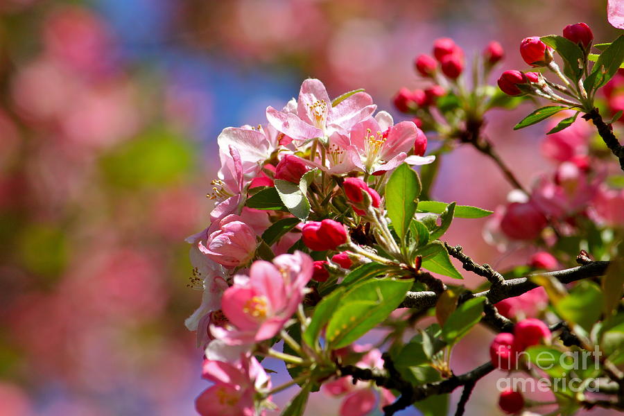 Spring Photograph - Blossoms  by Jay Nodianos
