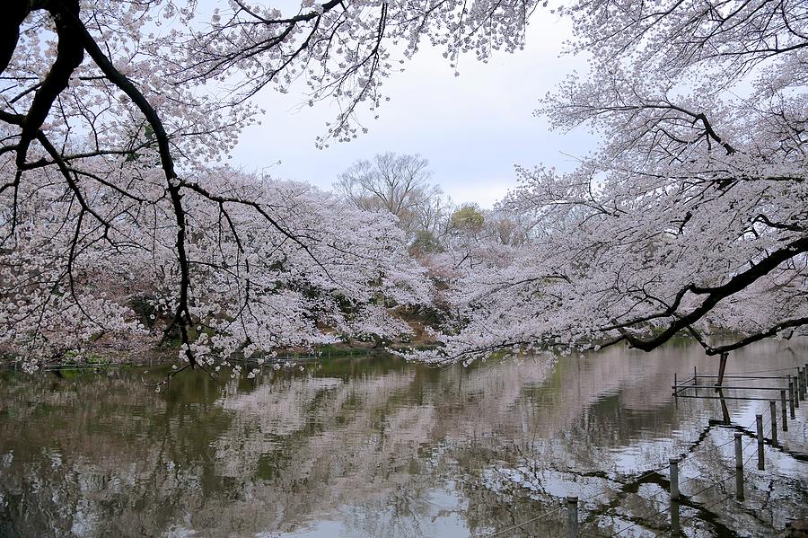 Blossoms Photograph by Jun Okada