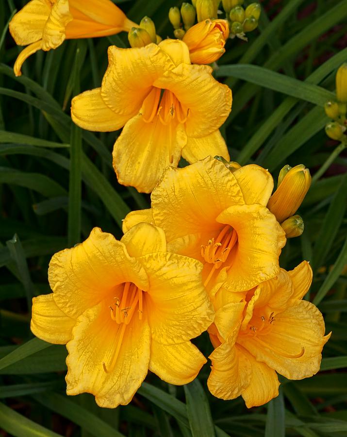 Stella de Oro Daylily Blossoms Photograph by Lanis Rossi | Fine Art America