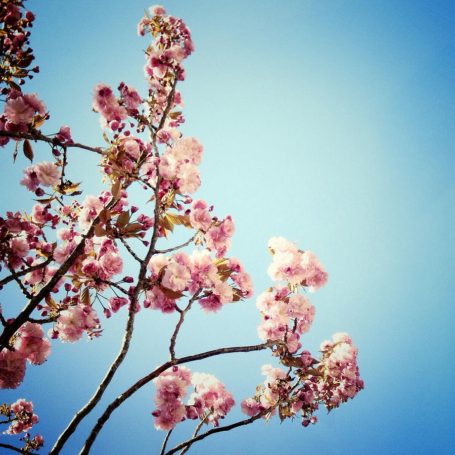 Blossoms Photograph by Natasha Marco