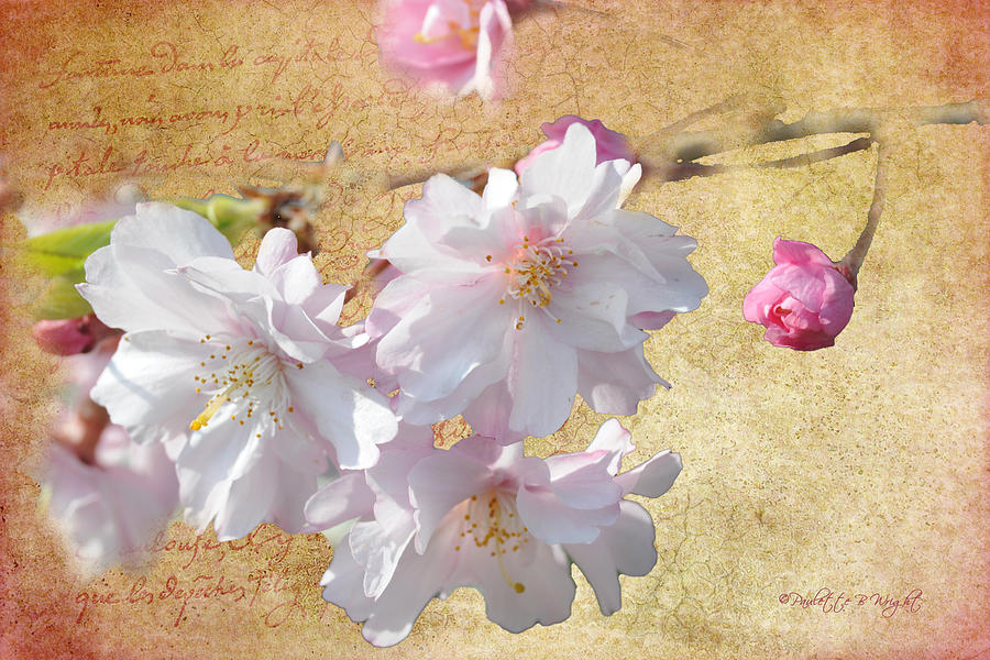 Blossoms of the Heart No Wind Can Touch Photograph by Paulette B Wright