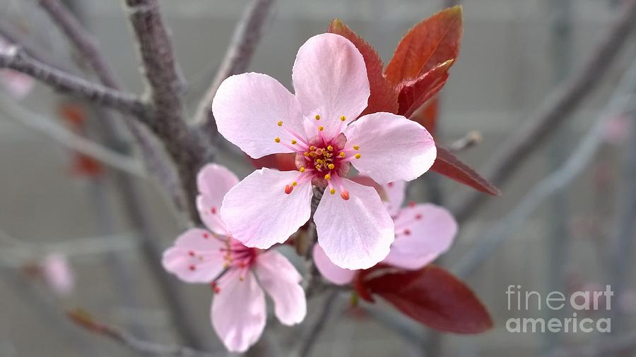 Blossoms of the Japanese plum tree in Las Vegas Nevada 1 Photograph by Jennifer E Doll