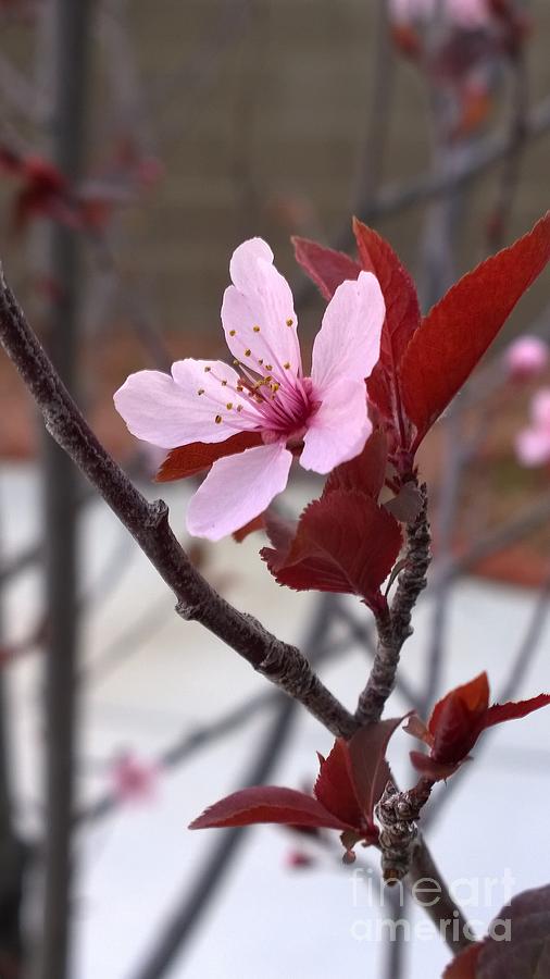 Blossoms of the Japanese plum tree in Las Vegas Nevada 3 Photograph by Jennifer E Doll