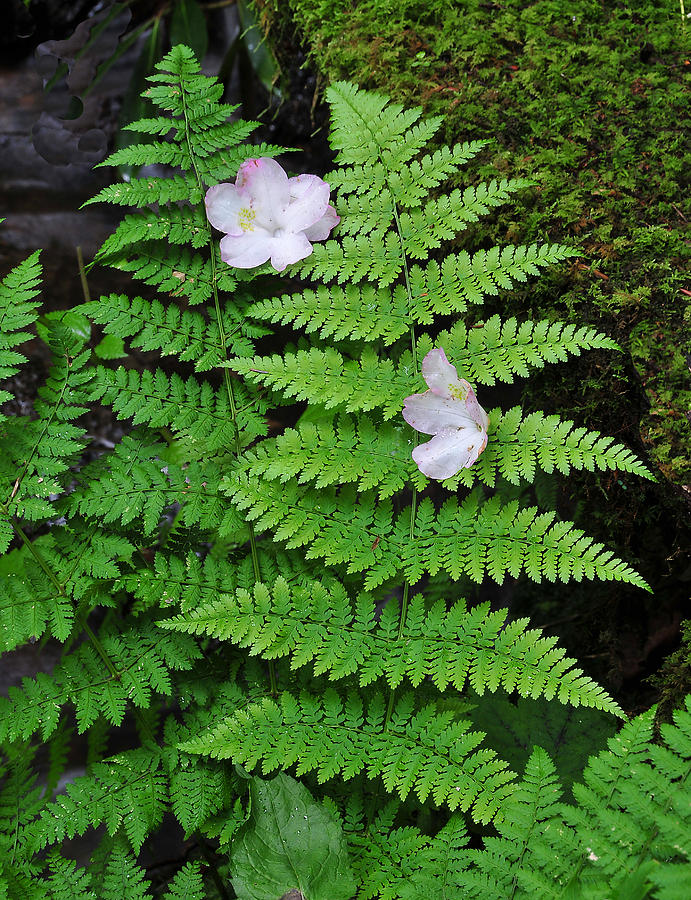 Blossoms on Fern Photograph by Alan Lenk