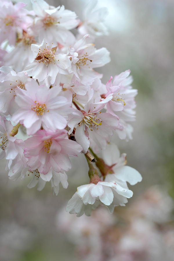 Blossoms on Gray Photograph by Ann Bridges